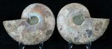 Polished Ammonite Pair - Million Years #15887-1